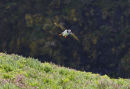 Puffin with sandeels