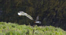 Puffin been chased by gull