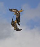 Pair Redkites swooping down