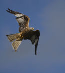 Redkite in flight 2