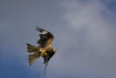 Redkite in flight 1