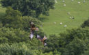 Pair of Redkites flying over countryside