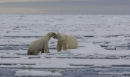 Polar bears meet, on the pack ice