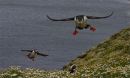 Flying into land