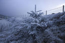 Winter tree's near Storey Arms, Brecons