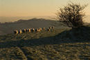 Dorset
