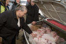 Woman choosing from one of dozens of pigs kept in the boot of a car, Ocna Sugatag, Maramures, Romania