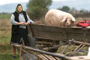 Woman selling pig at market, Ocna Sugatag, Maramures, Romania
