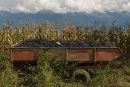 Truck full of grapes, Georgia