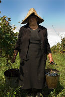 Woman carrying buckets of grapes, Telavi, Georgia