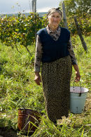 Woman picking grapes, Georgia
