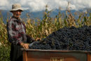 Grape picker, Tevali, Kakheti