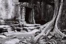 Ta Prohm, Angkor Wat, Cambodia