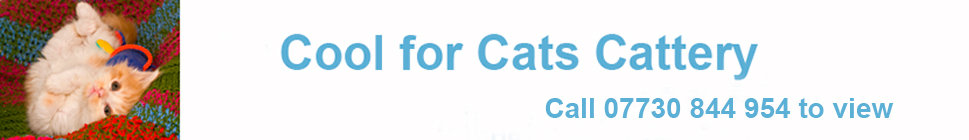 coolforcats.org.uk