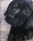 JAZZ as a puppy (SOLD)