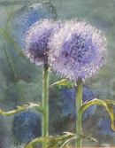 Echinopps II,

