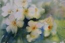 Frangipani, 35 x 53 cms