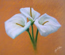 Callas pastel