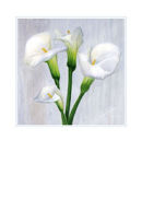 calla curtain