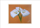 calla lilies