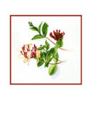 honeysuckle