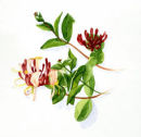 honeysuckle