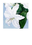 Lily Cascade
