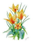 parrot tulips