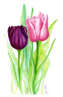 pink purpletulips
