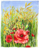 poppy