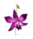 singapore orchid