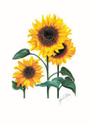 sunflowers