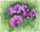 wild orchids