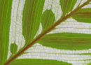 Leaf Lines