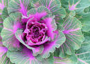 Ornamental Cabbage