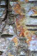 Birch Bark