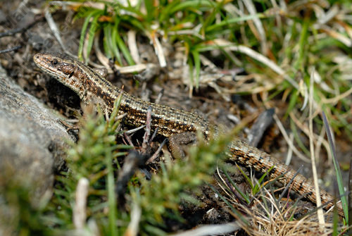 Common Lizard
