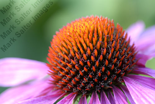 Echinacea