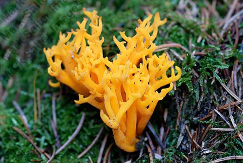 Yellow Stagshorn