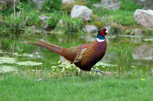 Pheasant