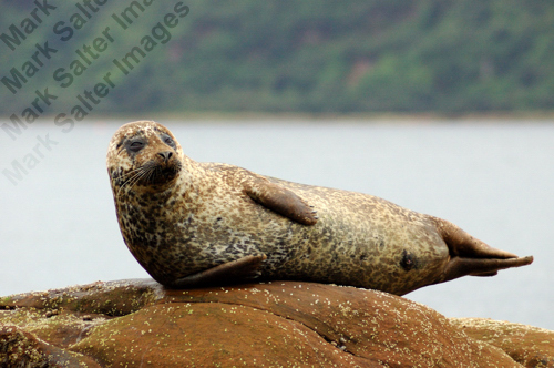 Arran Seal