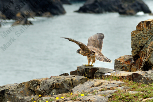 Peregrine