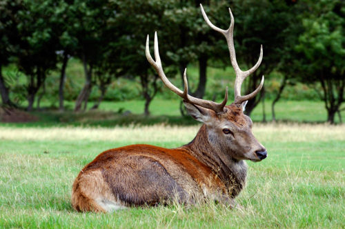 Red Stag