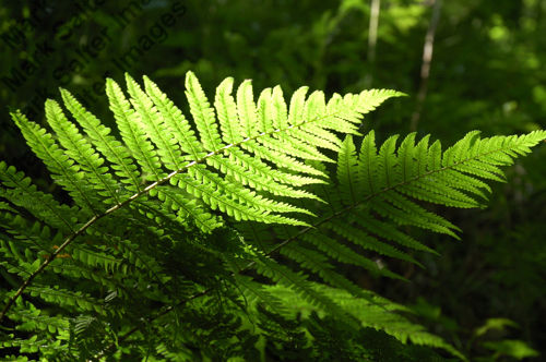 Ferns