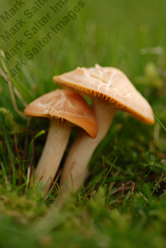 Romantic Mushrooms!