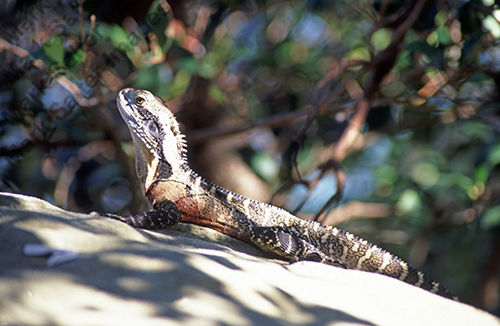 Goanna