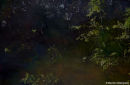 PLESSEY WOODS
102 x 67 cms.