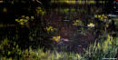 POND33.5 x 66.5cms