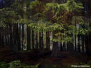 WOOD I
60 x 80 cms.