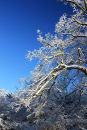 Winter Hoar Frost